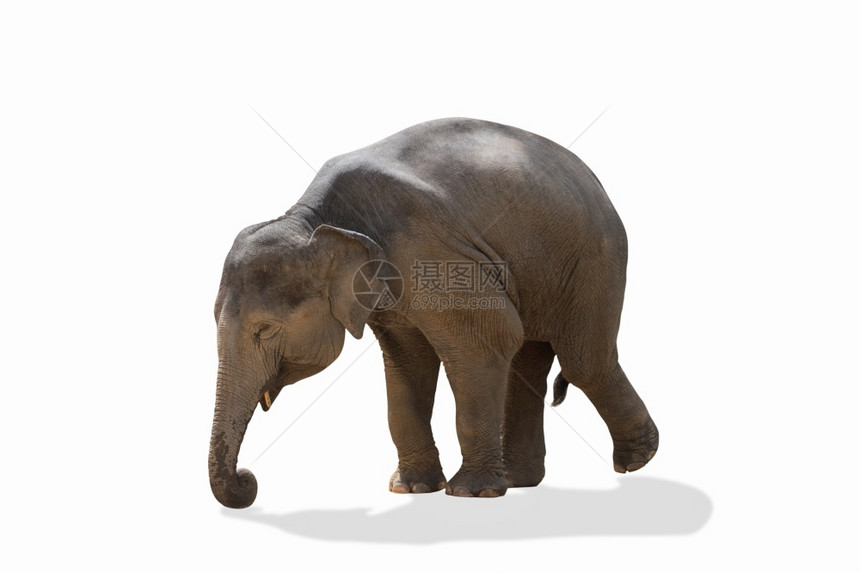 婴儿亚洲大象在白色上被孤立大象荒野剪裁图片