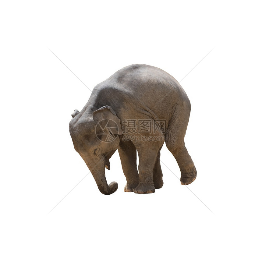 耳朵力量强大的亚洲象在白色上被孤立大象图片