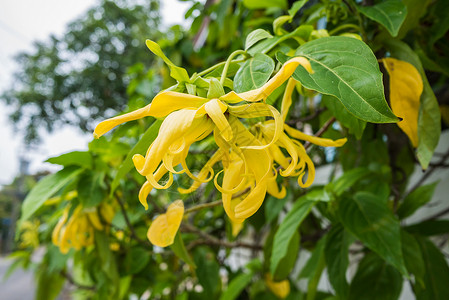 黄色的有香味气候树枝上依兰花图片