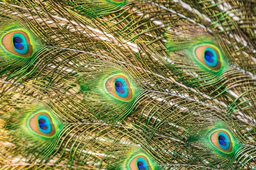 蓝色的动物明亮绿色孔雀羽毛纹理抽象背景的多彩男图片