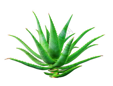 维拉白底隔离的Aloevera植物果汁草本图片