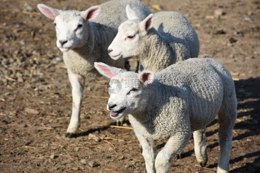 白色的英格兰北约克郡三头羊羔的鲜花香食肉羔切维奥图片