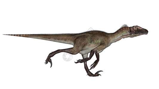 动物野生犹他州以白色背景运行的犹太教恐龙3D转化设计图片