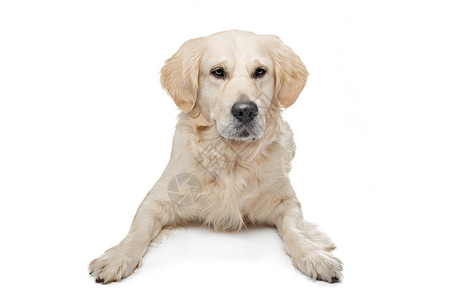 纯种金毛猎犬在白色背景前的金毛猎犬一种的图片