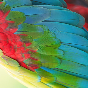 美丽的鸟羽毛绿翼麦考羽毛背景图案鹦鹉自然充满活力图片