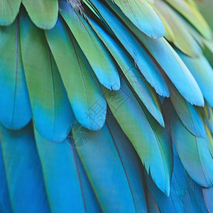 翅膀阮詹充满活力美丽的鸟羽毛绿翼麦考羽毛背景图案图片