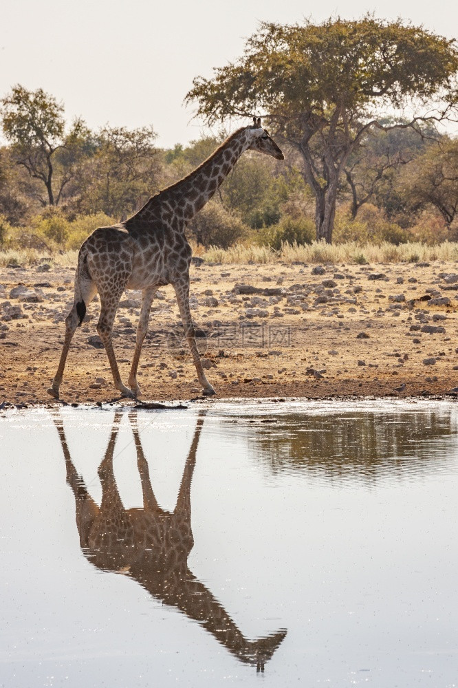 骆驼野生动物非洲纳米比亚埃托沙公园水坑中的长颈鹿Giraffacamelopardalis最高图片