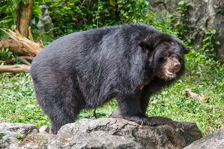荒野亚洲人黑熊危险的高清图片
