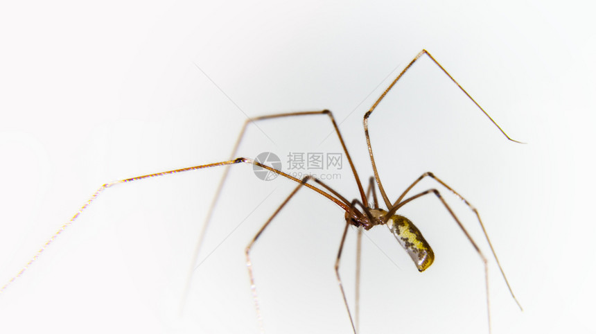 捕食者大型蜘蛛和其他昆虫宏观摄影学野生动物蛛形纲图片