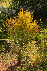 自然生长可爱的Euphorbiaburmanii肉质植物的图片热带图片