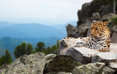野生动物豹子图片