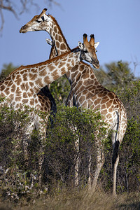 萨武蒂男GiraffeGiraffacomerlopodardalis非洲一对偶毛乌龟哺乳动物非洲最高的陆地动物和博茨瓦纳最大的反暴动背景