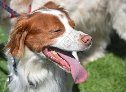 红色的白布列塔尼犬舌头伸出狗类图片