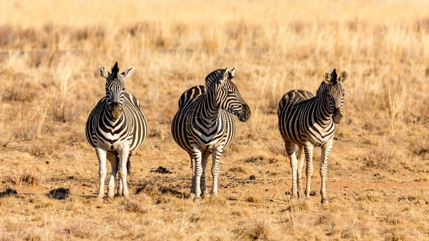 非洲人常设的在南非皮拉内斯贝格公园的干草原上三只斑马彼此相邻站在一起图片