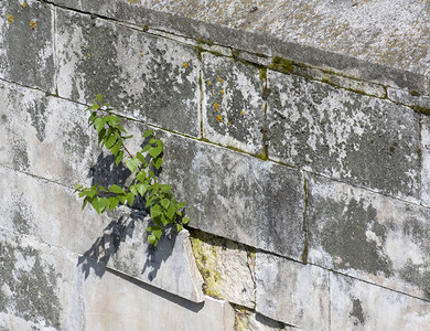 环境结石植物树木冲破墙壁大自然战胜人类创造的利树木在墙上发芽背景图片