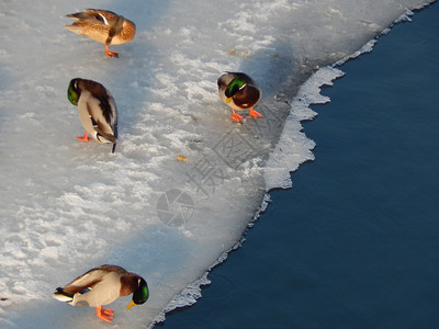 冷冻鸭子坐在冰上河里游泳自然喙图片
