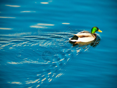 冷冻动物季节鸭子坐在冰上河里游泳图片