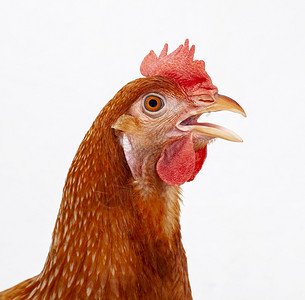 自然皮肤国内的雄鸡紧头部分离白色背景图片
