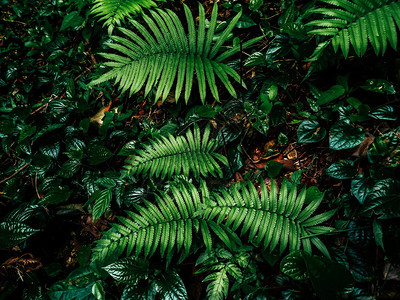 衬套雨林中的产物季节树图片