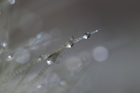 双雨滴在援助植物的刺上双雨滴在美丽的露细节图片