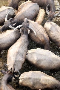 大部分动物饲养水牛来做肉和劳力亚洲人动自然图片