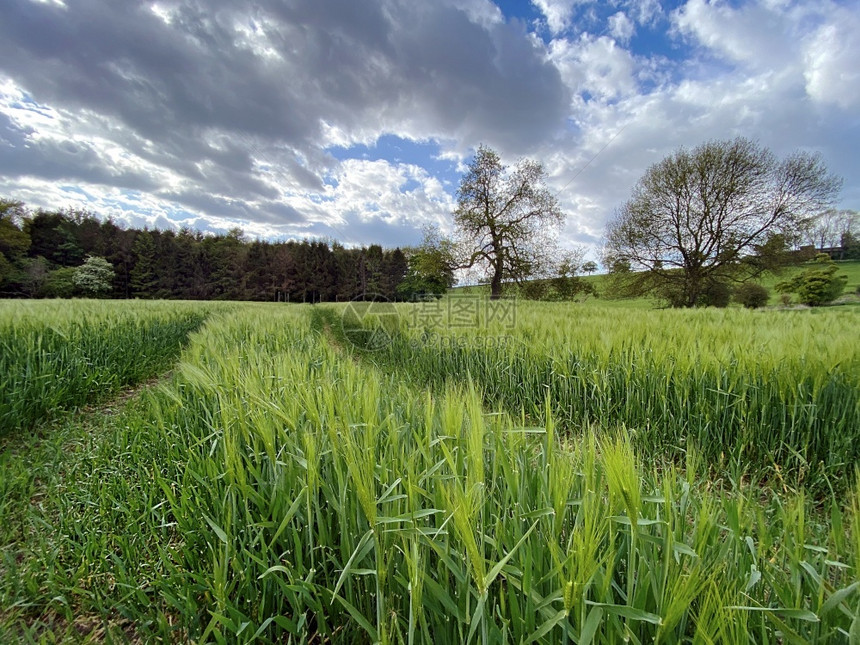 联合王国北约克郡农村地区大麦种植的农业用地联合王国北约克郡农村庄稼乡的全景图片