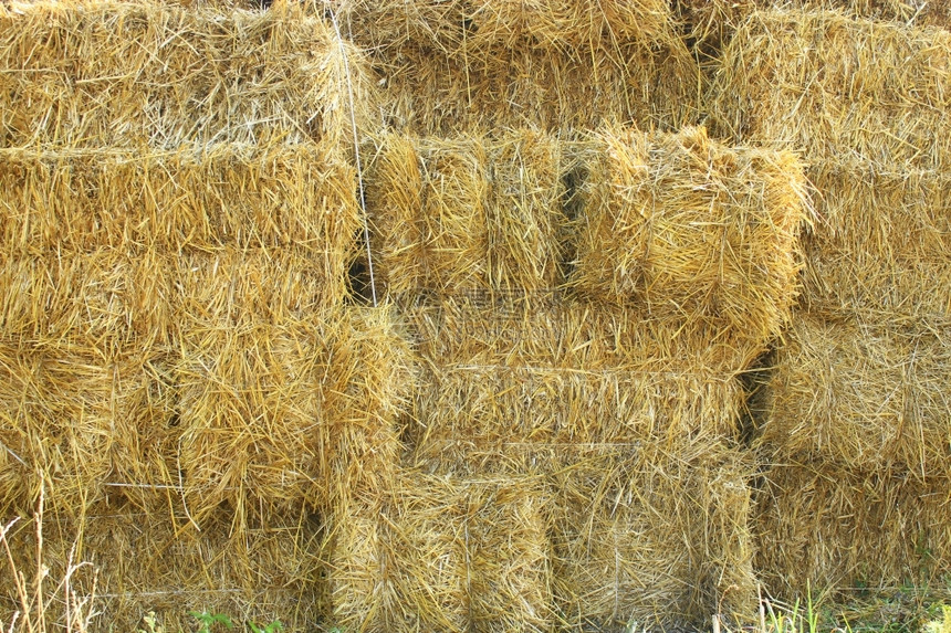 干草棚堆积在农场里草丛中的小稻堆叠股票图片