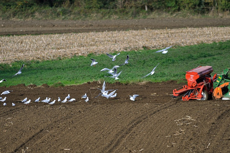 环境海鸥绕着拖拉机播种谷物场地农图片