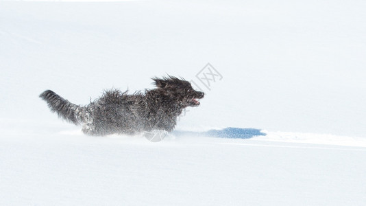 完美无暇冬天大毛黑狗在清雪中跑得很快爱的背景图片