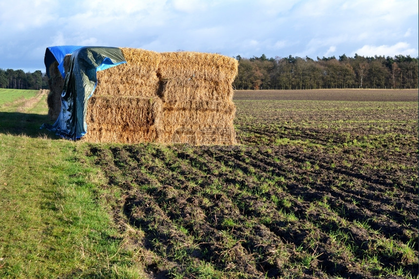 景观农业在荷兰Hoendeloo的田地牧场上防水塔保护稻草冬天图片