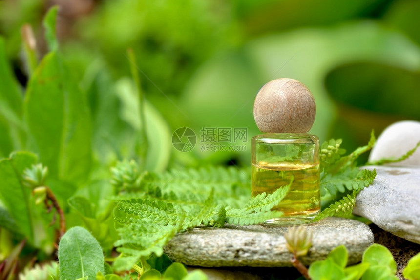 之中健康基本的绿色植物中一块石头上在绿色植物中的一块石头上用基本油瓶装在一块石头的硬木叶子瓶中加封盖图片