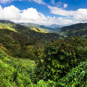 爬坡道场景乡村的牙买加蓝山在那里种植咖啡牙买加蓝山在其中种植咖啡图片
