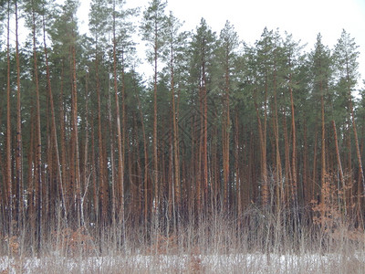 冬季森林雪中树木和植物一月冬天湖图片