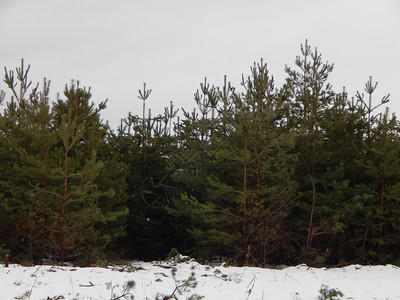 景观湖冬季森林雪中树木和植物寒冷的图片