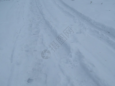 霜冬季森林雪中树木和植物松抽象的图片