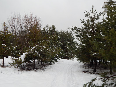 天线颜色自然冬季森林雪中树木和植物图片
