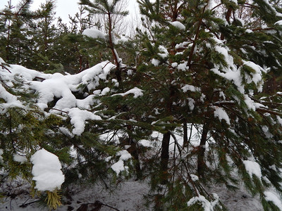 霜美丽冬季森林雪中树木和植物绿色图片