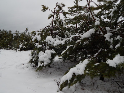 美丽白色的冬天季森林雪中树木和植物图片
