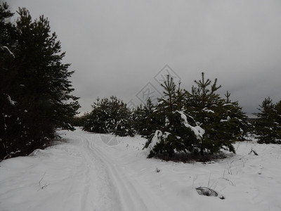 冬季森林雪中树木和植物寒冷的自然颜色图片