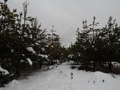 抽象的冬季森林雪中树木和植物景观山图片