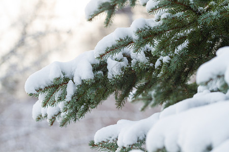 自然覆盖冷杉冬天森林树枝上覆满了积雪图片
