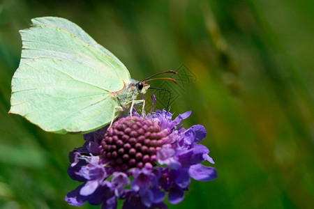 昆虫吸吮野生动物蝴蝶从花朵中吸食蜜图片