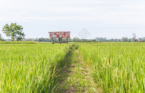 农业亚洲人自然泰国稻田农民的旧小屋图片