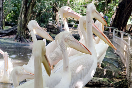 泰国天鹅动物园中的大白伟图片