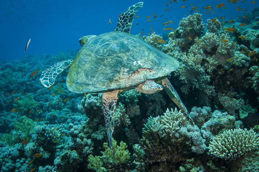 Hawksbill海龟游在清蓝的洋中看着摄像机动物玳瑁水肺图片