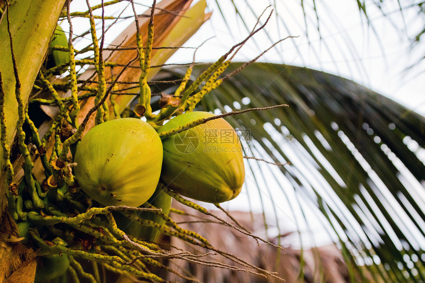 夏天椰子在户外的一棵树上准备收割一棵树上的椰子热带生长图片