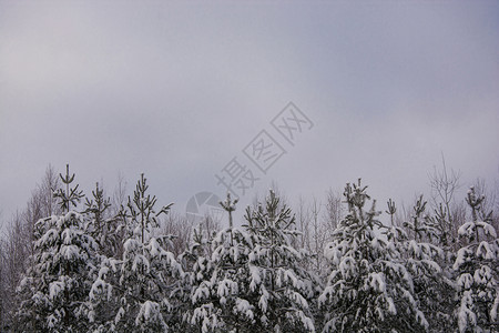 森林一种小松树覆盖着白雪寒冬天顶着灰云的空色图片