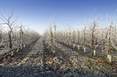 柔软的冬季进入果园口树木覆盖了橡霜阳光照射栽培的背景图片