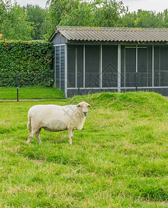 乡村的农大绵羊在草原上仰望着农业背景图片