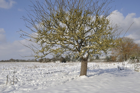 冬季雪后的美景背景图片